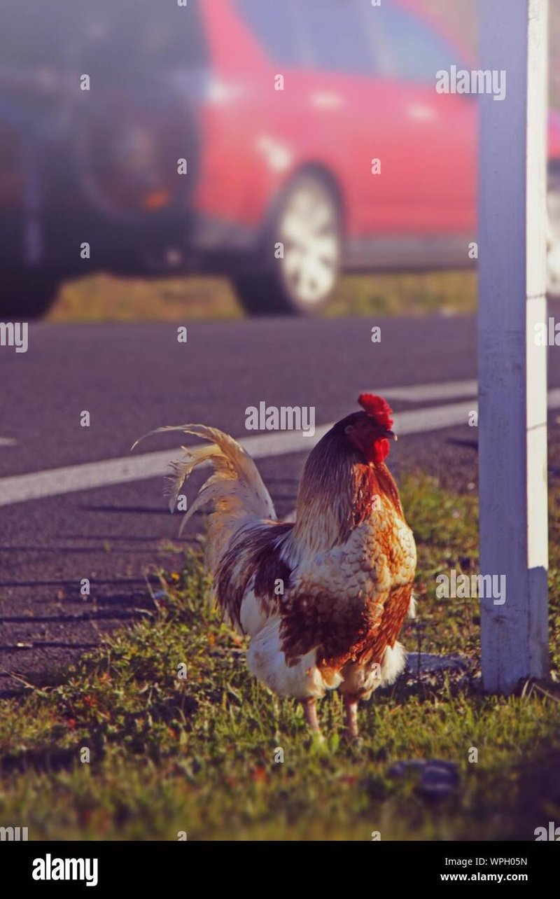 Best chicken road game in Spain